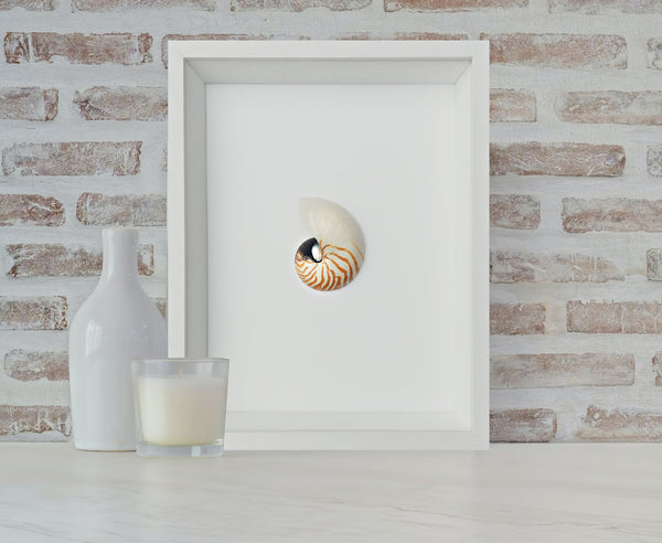 Framed Striped Nautilus Shell Wall Art